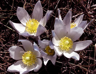 Anemone 2507